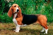 photo chien: Basset artésien normand